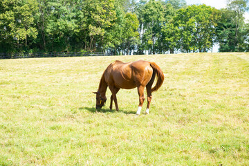 Horse on a Kentucky horse farm