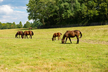 Horse on a Kentucky horse farm