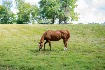 Horse on a Kentucky horse farm