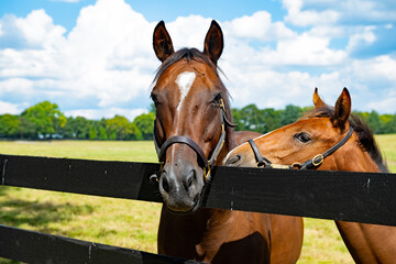 Horse on a Kentucky horse farm