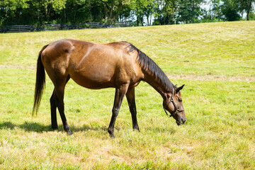 Horse on a Kentucky horse farm
