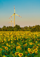 Sonnenblumenfeld mit Windr&auml;der im Hintergrund
