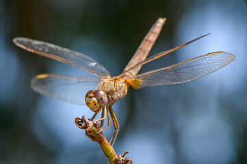 Dragonfly Perched on Branch at Cyprus Sunset