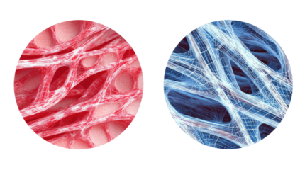 Two circular magnified views of biological tissues.  One shows a red, porous, fibrous structure; the other, a blue, web-like, interconnected network