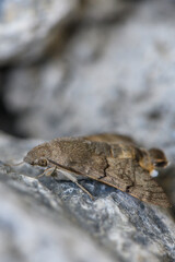 Moth Resting Between Stones in Daylight