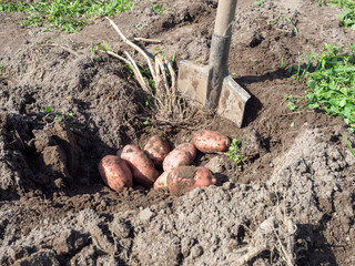 Freshly harvested potatoes in soil with shovel on earthy textured background