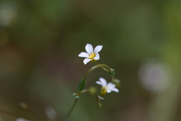 Blossom of a purging flax, Linum catharticum