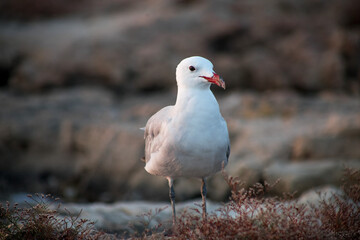 Seagull facing camera on rocks by the sea