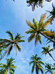 Obraz premium Looking up through a canopy of swaying palm trees against a bright blue sky, fronds radiate in all directions with sunlit greens and yellows, evoking a warm, tropical getaway vibe.