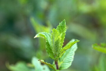 Leaves of a Japanese mint, Mentha canadensis