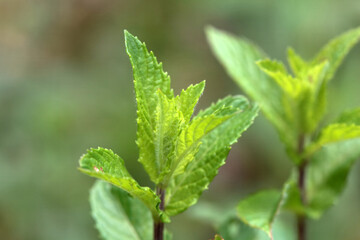 Leaves of a Japanese mint, Mentha canadensis