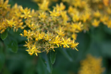 Inflorescence of Sedum aizoon