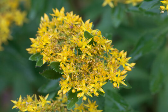 Inflorescence of Sedum aizoon