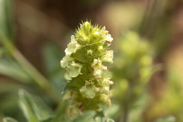 Hyssop-leaved mountain ironwort, Sideritis hyssopifolia