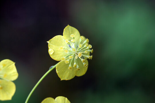 Macro photo of Bupleurum aureum