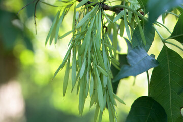 Fruits of a green ash, Fraxinus pennsylvanica