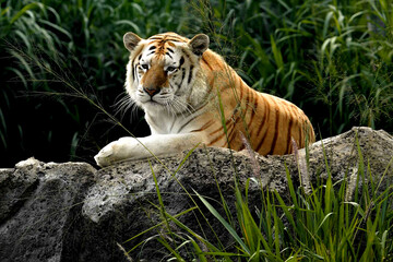 Majestic tiger resting on a rock against lush green grass. Natural-light wildlife photo with ample copy space—great for conservation, nature articles, posters, and banners.