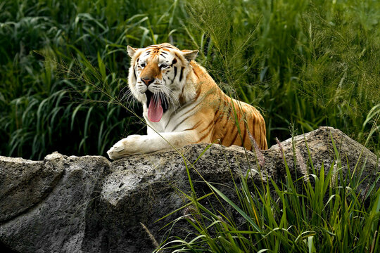 Tiger yawning on a rock, mouth wide open showing fangs against green grass. Dramatic wildlife image ideal for conservation messages, posters, editorials, and web banners.