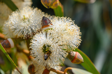 Bee Pollinating Eucalyptus Flower in Cyprus