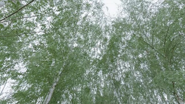 A scenic 4K photo of a rustic wooden pier surrounded by greenery, leading to a still river under an overcast sky. Ideal for outdoor, travel, and relaxation concepts.