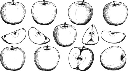 vector set of apple fruit sketch collection in ink style outline shape
