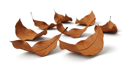 Fototapeta premium Arrangement of dried leaves casting subtle shadows on a clean white background.