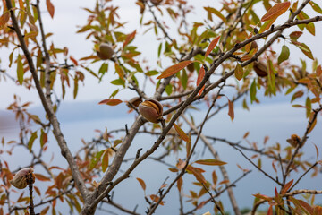 Almond nut hanging on a tree branch