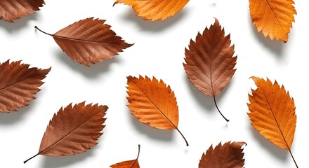 Fototapeta premium Scattered autumn leaves in shades of orange and brown cast gentle shadows on white.