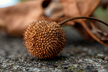 Sycamore seed ball with autumn leaf in background
