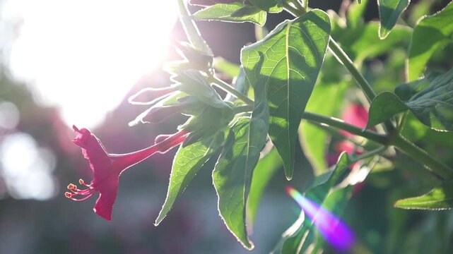Pink mirabilis flower in sunlight