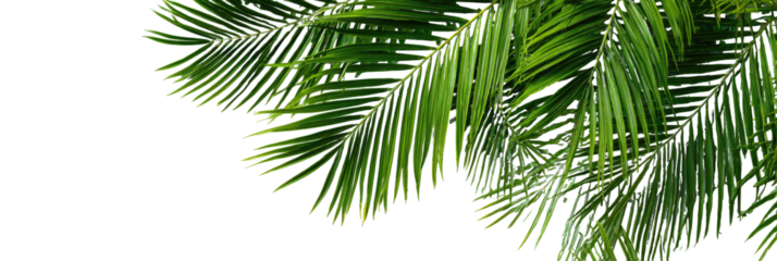 Close-up of vibrant green palm fronds against a black background (3)