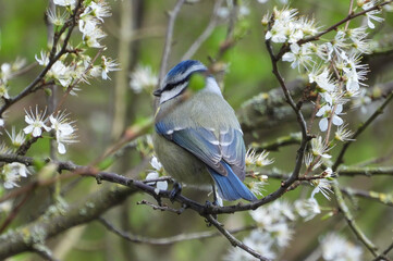 blue tit on branch