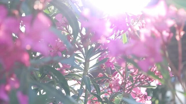 The natural beauty of blooming oleander