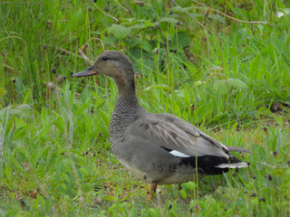 Gadwall in the grass