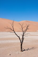 lonely tree in the desert