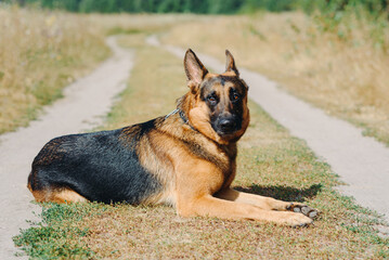 black and brown East European Shepherd lying on footpath in green field in sunny summer day, dogwalking concept