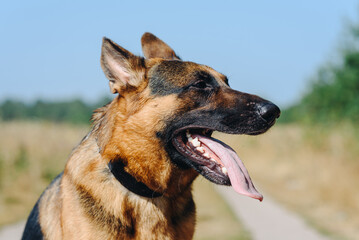 black and brown East European Shepherd sits on footpath in green field in sunny summer day, tongue out, dogwalking concept
