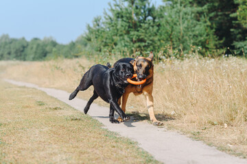 two dogs run on footpath in field in summer, black and brown East European Shepherd and black Labrador playing with puller, dogwalking concept