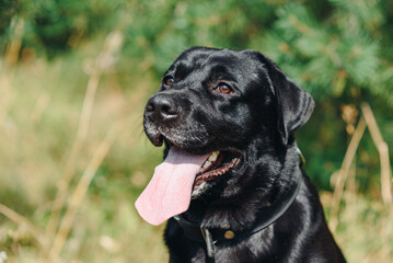 black Labrador sits in forest in hot sunny summer day, closeup view of head, tongue out, dogwalking concept