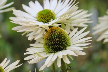 Echninacea in der Nahaufnahme