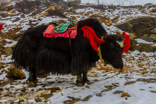 Yak Adorned in Traditional Sikkimese Style