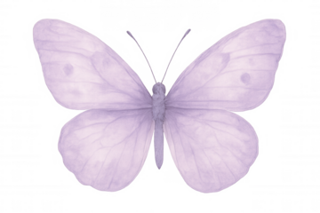 Delicate lavender butterfly spreading wings, revealing intricate symmetrical patterns against transparent surface