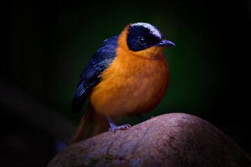 Vogelpark Walsrode