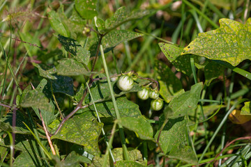 Horsenettle plant with unripe green fruits among green leaves, toxic wild Solanaceae species, natural habitat,