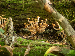 Cluster of wild mushrooms in forest with mossy natural background