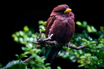 Vogelpark Walsrode