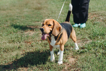 cute black red and white beagle dog walks on leash with owner in green field outdoors in sunny summer day, scent hound, foxhound, hunting dog, dogwalking concept