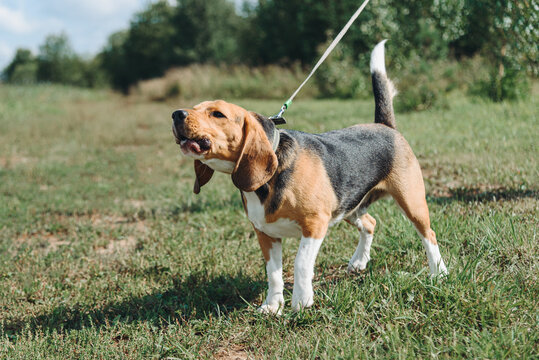 cute black red and white beagle dog walks on leash with owner in green field outdoors in sunny summer day, barking on somebody, scent hound, foxhound, hunting dog, dogwalking concept