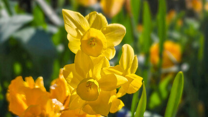 Beautiful summer Tulips floral colourful spring tulip bunch, Natural background flowering landscape background,  Golden yellow flowers blooming in a garden, A symphony of colors unfolds as tulip field
