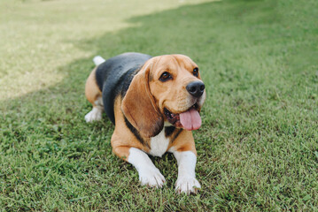 cute black red and white beagle dog lying on green lawn outdoors in sunny summer day, scent hound, foxhound, hunting dog, dogwalking concept
